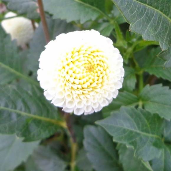 Profile Picture of Rafi Oria (@rafioria) on Poshmark