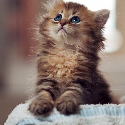 Profile Picture of James Pears (@JamesPears1) on Twitter