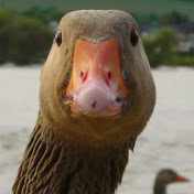 Profile Picture of Jacob Sundstrom (@jacobsundstrom1835) on Youtube