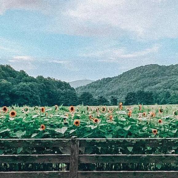 Profile Picture of Darla Turbyfill (@darla_turbyfill) on Poshmark