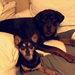 Profile Picture of Hank & Harrison (@hankandharrison) on Instagram