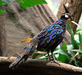 Profile Picture of Palawan peacock-pheasanton Wikipedia