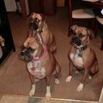 Profile Picture of Steve Griffith (@griffith9525) on Instagram