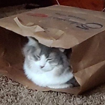 Profile Picture of Charles Thomas Searing (@SearingThomas) on Twitter