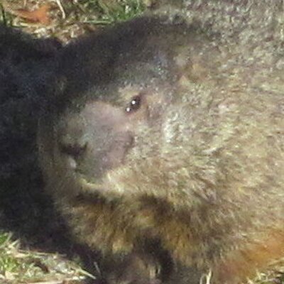 Profile Picture of Word_Chucker (@Word_Chucker) on Twitter