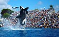 Profile Picture of Shamu (SeaWorld show) - Wikipedia, the free …on Wikipedia