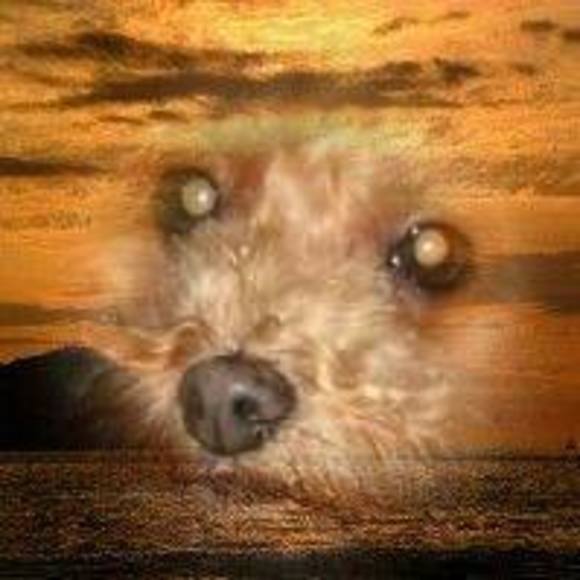 Profile Picture of Dee Hartigan (@deehartigan3) on Poshmark