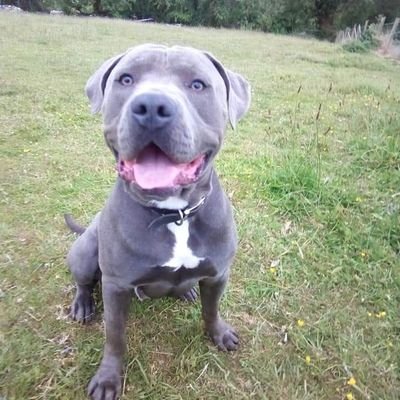 Profile Picture of Dicey Oreilly (@OreillyCraig) on Twitter