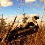 Profile Picture of hoanghahn (@hoanghahn) on Instagram