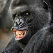 Profile Picture of Steven Mitchell (@StevenMitchell-x6b6p) on Youtube