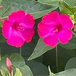 Profile Picture of Sarah Scudder (@sarahgwen6) on Instagram