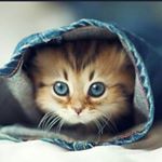 Profile Picture of bilal lateef (@lateef.bilal) on Instagram