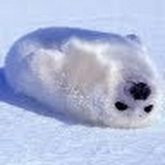 Profile Picture of Jojo L. (@javertthejolly) on Poshmark