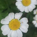 Profile Picture of Jo Barrow (@jobarrow556) on Instagram