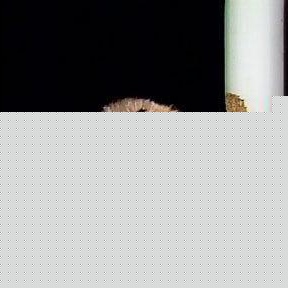 Profile Picture of Terry Toler (@bigpoppat320) on Myspace