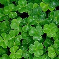 Profile Picture of Nancy Healy (@nancy-healy-4) on Quora