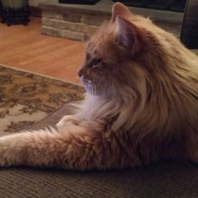 Profile Picture of Rambo (@Kevin30125005) on Twitter