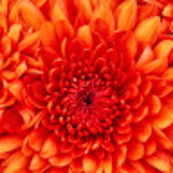 Profile Picture of Amanda Gindlesperger (@amandagindle187) on Poshmark