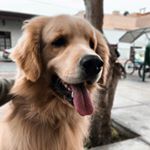 Profile Photo of Barry Allen ~ Golden Retriever (@barry_thegoldenretriever) on Instagram