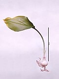 Profile Picture of Urceolina × grandifloraon Wikipedia