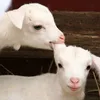 Profile Picture of panglo.4 (@panglo.4) on Tiktok