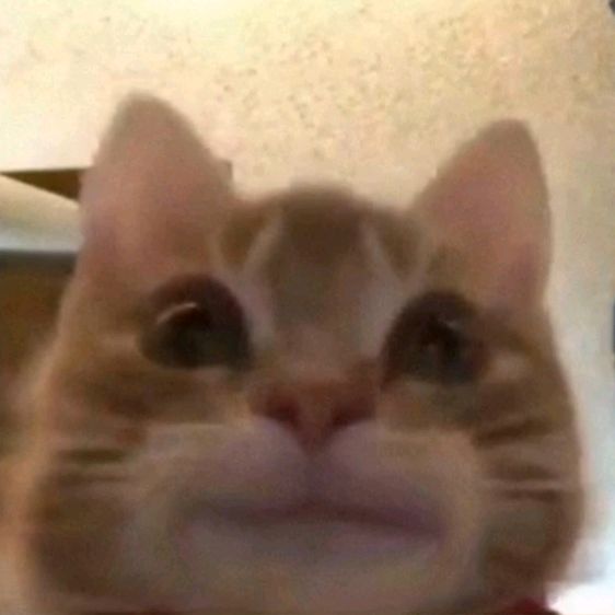 Profile Picture of Nuevo (@michael_males) on Tiktok