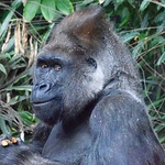 Profile Picture of Michael Mahoney (@zoovol259) on Flickr