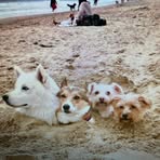 Profile Picture of Mark Pupilli (@mark.pupilli.35) on Facebook