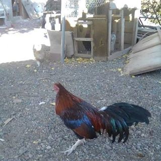 Profile Picture of David Tagle (@david.tagle.1800) on Facebook