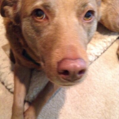 Profile Picture of Doggygirl101 (@dana_groff) on Twitter