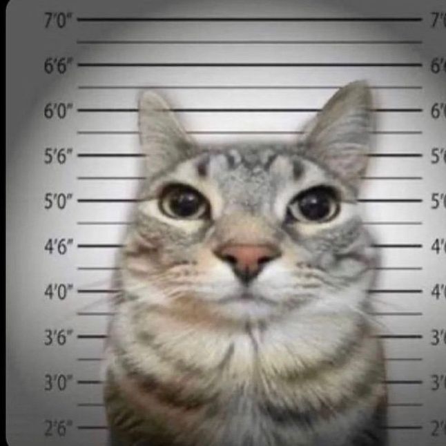 Profile Picture of michaelj (@michaelstal) on Tiktok
