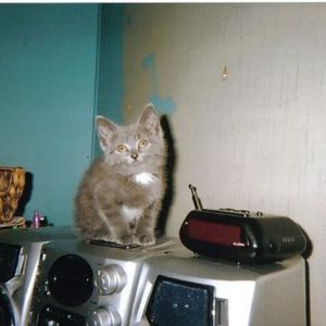 Profile Picture of Alicia Ropp (@i_lovek_kittens) on Myspace