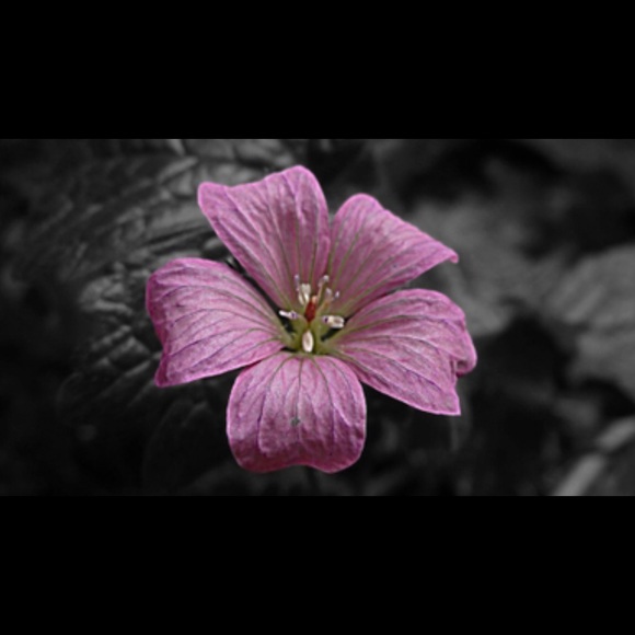 Profile Picture of Kayla Brunko (@kmbrunko) on Poshmark