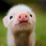 Profile Picture of Alice (@zippyzeepig) on Instagram