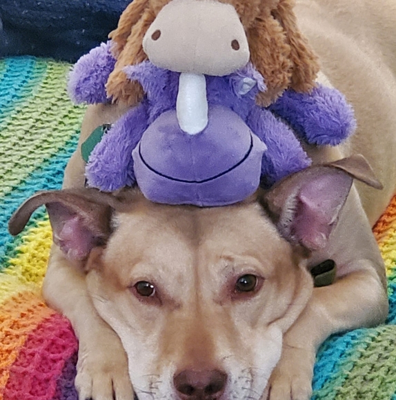 Profile Picture of Erich Hankamer (@hnmlssoccer) on Poshmark