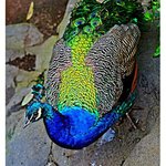 Profile Picture of heodore (@heodoreitzgerald) on Instagram