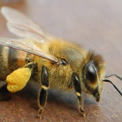 Profile Picture of David Ewing (@NZL4X) on Twitter