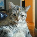 Profile Picture of Lily Blum (@lilygblum) on Instagram