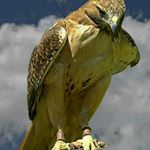 Profile Picture of A.Y (@abbas.yazdi1354) on Instagram