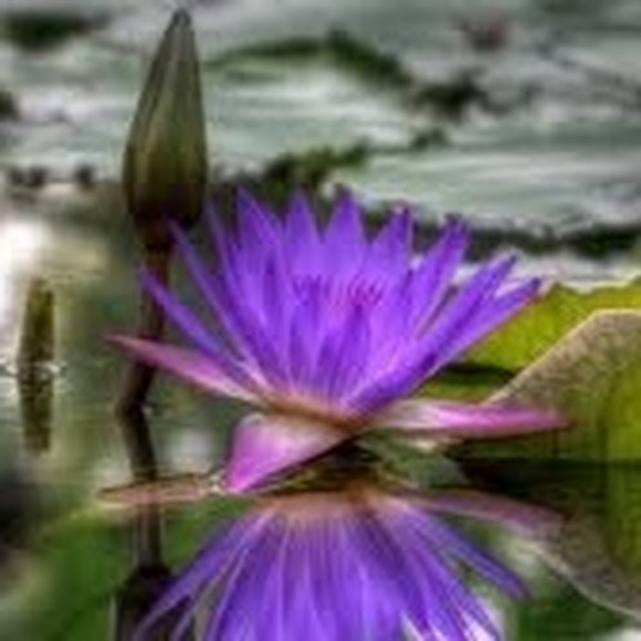 Profile Picture of Lilia Zaharris (@bellelmz818) on Poshmark