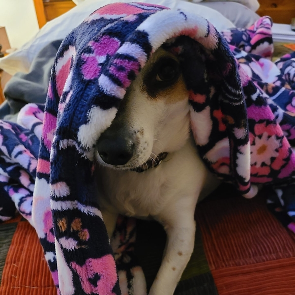 Profile Picture of Shelly Ann (@zitoss) on Poshmark