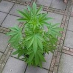 Profile Picture of Mike (@mike_hommersom_) on Instagram