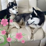 Profile Picture of Fiona Tang (@fiona.tang.5496683) on Instagram