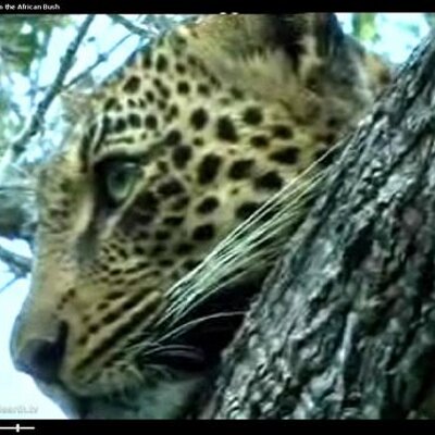 Profile Picture of Cynthia Krall (@Cyndi_Krall) on Twitter