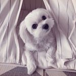 Profile Picture of Paul Kim🐾Maltese/Jan.17.2014 🚹 (@paul_healthyboy) on Instagram