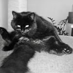 Profile Picture of Daniel Fjeld (@mack_damon) on Instagram