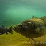 Profile Picture of Mike Long Outdoors (@mikelongoutdoors) on Instagram