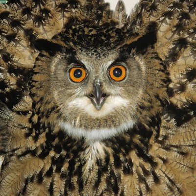 Profile Picture of Jose Antonio Gimeno (@tabardo52) on Twitter