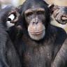 Jane Goodall - Tiktok Profile Picture of Jane Goodall (@@janegoodall8) on Tiktok
