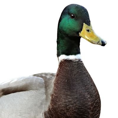 Profile Picture of Patopāu (@pat0pau) on Twitter